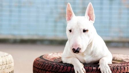Why is bull terrier dangerous?