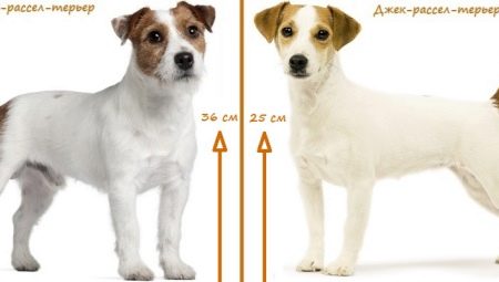 What is the difference between the Parson Russell Terrier and the Jack Russell Terrier?