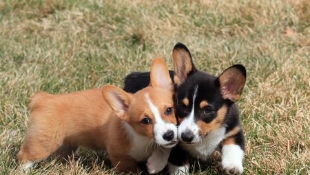 Apakah perbezaan di antara kardigan welsh corgi dan pembroke welsh corgi?