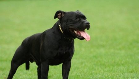 Black Staffordshire Terrier: com es veu i com cuidar-lo?