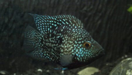 Cislazoma de diamant: què sembla i com cuidar-lo?