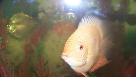 Flamingo cichlazoma: description, care, breeding and compatibility