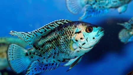 Tsikhlazoma: descripció, tipus i contingut