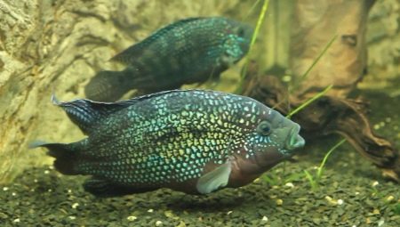 Cichlazoma bee: description, care and breeding