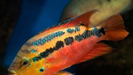 Salvini cichlazoma: description, care, breeding, compatibility