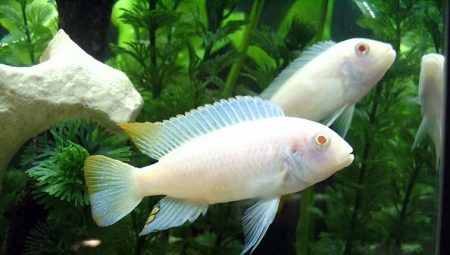 Cichlid Snow Prince: description and rules of detention