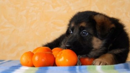 Citrus fruits for dogs: is it possible to give, what are the benefits and harms?