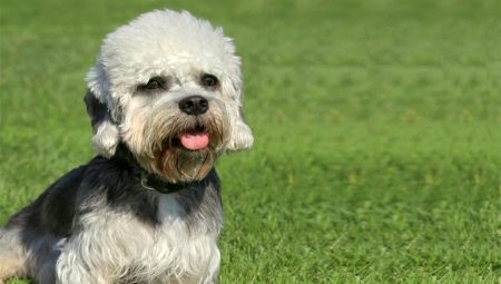 Dandy-dinmont terrier: breed features and dog grooming tips