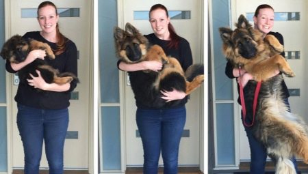 How old are dogs of different breeds?