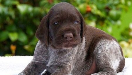 Drathaar: breed description and content features