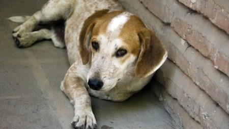 Mongrels: description of mongrel dogs and the subtleties of their breeding