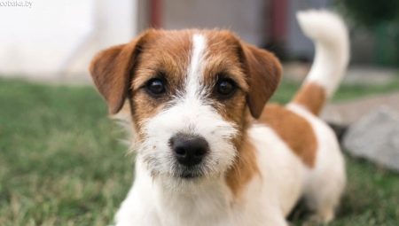 Jack Russell Terrier Brocken: features such as hair, dog care