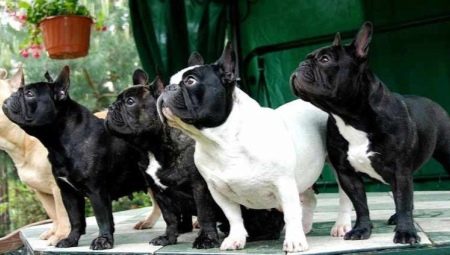 French Bulldog: all breed information