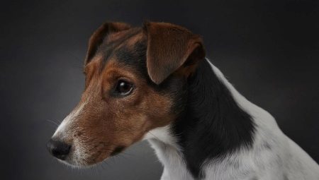Smooth Fox Terriers: how do they look and how to keep them?