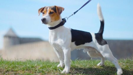 Smooth Jack Russell Terrier: aspetto, carattere e regole di cura