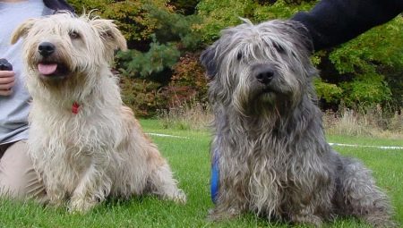 Glen of Imaal Terrier: Irish breed description and dog care