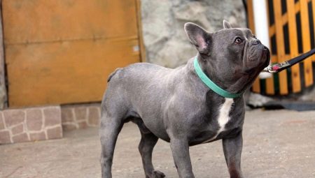 Blue French Bulldog: what does it look like and how to care for it?