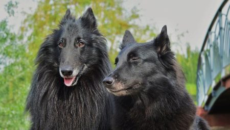 Groenendael: breed description and content