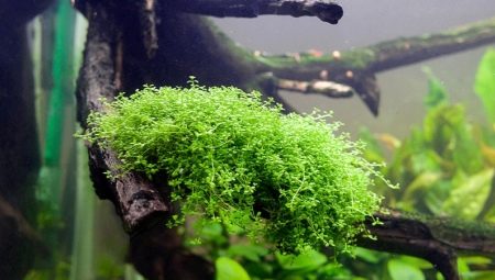 Hemianthus: types and contents of aquarium plants