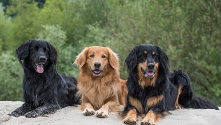 Hovawart: origin, temperament, basic care