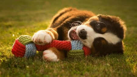 Toys for dogs: types and choices