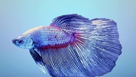 Names for cockerel fish: selection by gender and color