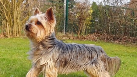 Historie om Yorkshire Terrier