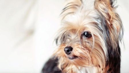 Yorkshire Terriers: breed standards, character, variety and content