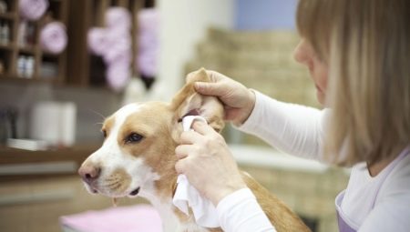 How to clean the dog’s ears at home?