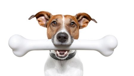 How and what to feed the jack russell terrier?