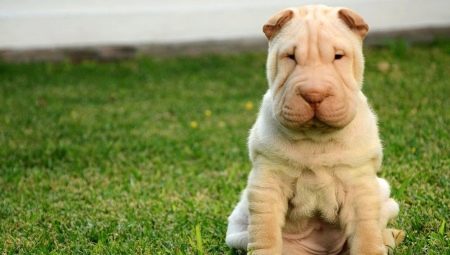 How and what to feed sharpei?