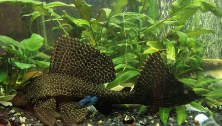 How and how to feed catfish in an aquarium?