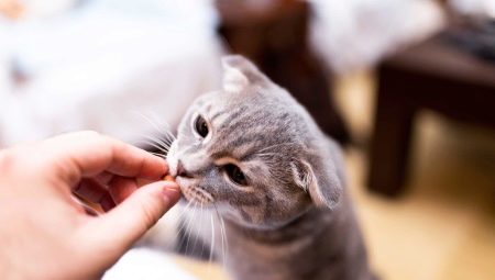 How can you tame a cat?