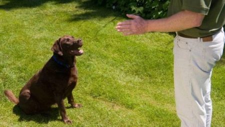 How to teach a dog voice command?