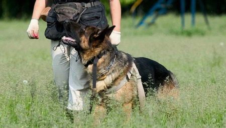 How to teach a dog a team nearby?