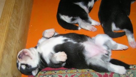 How to determine the gender of the puppy?