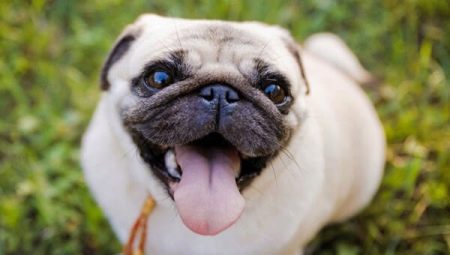 How to choose a muzzle for a pug?