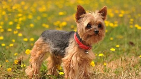 How to trim the terrier?