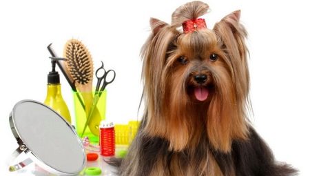 Com cuidar els gossos?