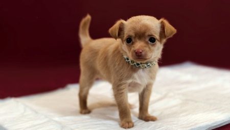 How to teach a dog to go to a diaper?