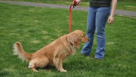 How to teach a dog to go to the toilet on the street?