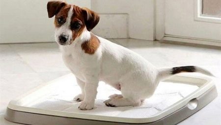 How to train a dog to a place?