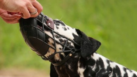 How to train a dog to a muzzle?