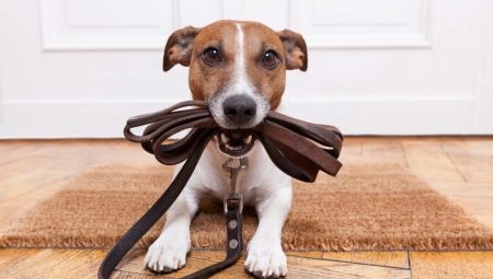 How to train a dog on a leash?