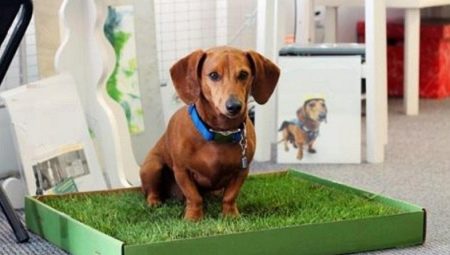 How to train a dog to the toilet?