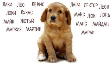 How to choose a nickname for dogs of large breeds?