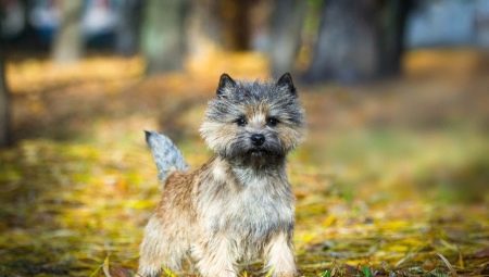 Cairn Terrier: characteristics of the breed, content and choice of nickname