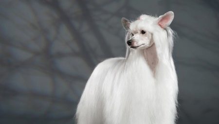 Chinese Crested Down Dog: all about the breed