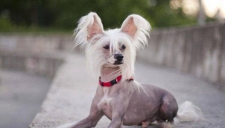 Chinese Crested Dog: Description and Subtleties of Content