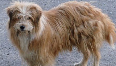 Dog Koltuns: Causes and Solutions